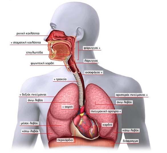 8 Βιοσήμα του ρυθμού της αναπνοής 8.1 Γενική περιγραφή του αναπνευστικού συστήματος Το αναπνευστικό σύστημα αποτελείται από όλα τα όργανα που εμπλέκονται στην αναπνοή.
