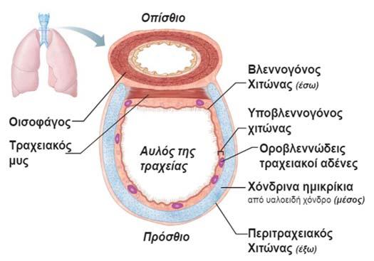 εισέρχεται στον φάρυγγα μέσα από τον στοματοφάρυγγα. Στη συνέχεια, ο εισπνεόμενος αέρας κατεβαίνει στον λάρυγγα, όπου εκτρέπεται στο άνοιγμα του λάρυγγα από την επιγλωττίδα.