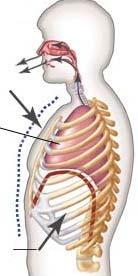 2 Εξωτερική αναπνοή (External respiration) Η εξωτερική αναπνοή είναι η ανταλλαγή αερίων μεταξύ του αέρα που γεμίζει τις κυψελίδες και του αίματος στα τριχοειδή που περιβάλλουν τα τοιχώματα των