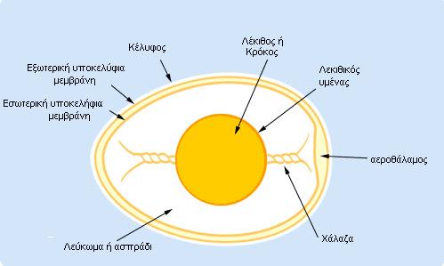 Τα μέρη του αυγού 1. Κέλυφος 2. Μεμβράνες 3. Αεροθάλαμος 4.