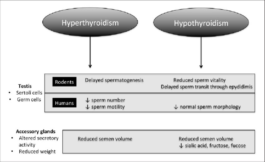 Effects of thyroid dysfunction on seminal characteristics in rodents and in humans