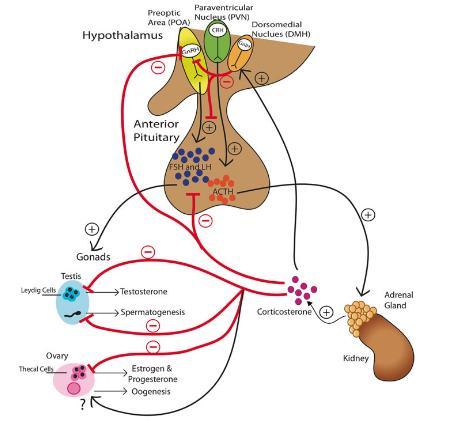Summary schematic of glucocorticoid and HPA axis interaction with the HPG axis and reproductive