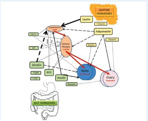 Figure 1 Schematic showing relationship between gut hormones (in green) and adipose hormones (in yellow) with the reproductive axis.