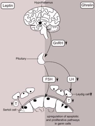 During fasting, decreased food intake suppresses the release of GLP-1 from the gut while stimulating the secretion of ghrelin by the stomach. Serum levels of leptin also decrease during fasting.