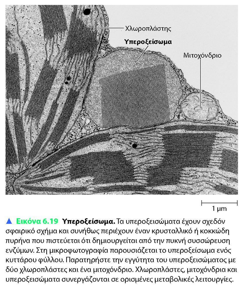 CAMPBELL REECE, ΒΙΟΛΟΓΙΑ ΤΟΜΟΣ Ι, ΠΕΚ 2010 Υπεροξείσωμα: οξείδωση Περιβάλλεται από απλή μεμβράνη Μεταφέρουν άτομα υδρογόνου από διάφορα υποστρώματα στο οξυγόνο και παράγουν υπεροξείδιο του υδρογόνου