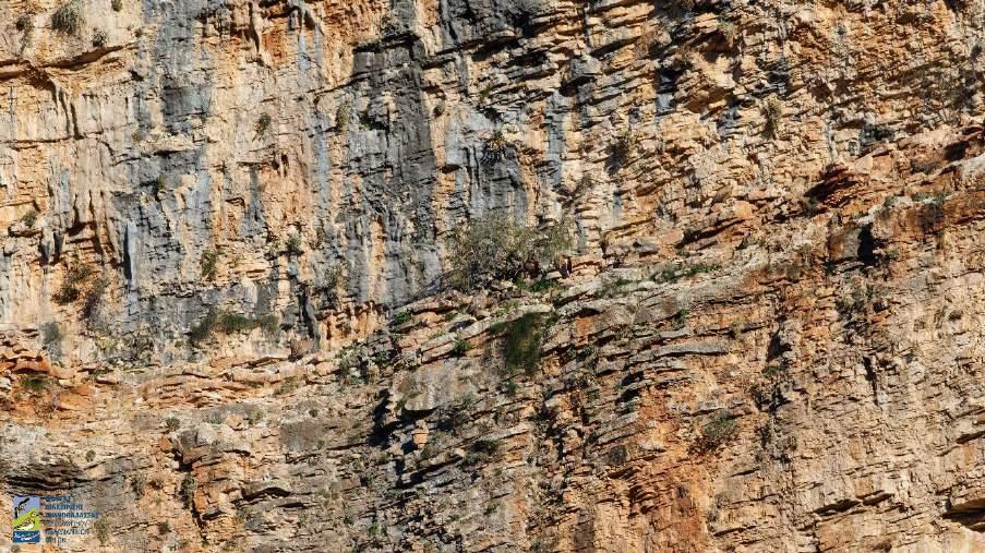 που σχηματίζονται στα τοιχώματα του φαραγγιού της