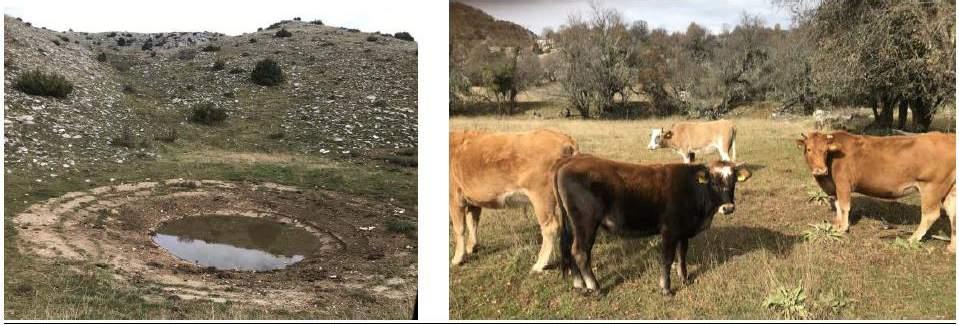 Τσιακίρης, Δασαρχείο Ιωαννίνων) Εικόνες 14-15: Τυπική άποψη μίας εκ των πολλών ανοιχτών υδατοσυλλογών κατάλληλη για γύπες