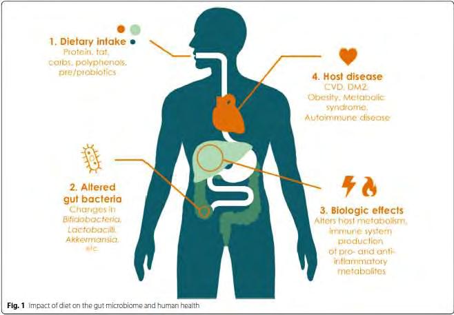 Εικόνα 6 : Η επίδραση της διατροφής στη γαστρεντερική μικροχλωρίδα και στην υγεία του ανθρώπου Πηγή : Singh RK, Chang HW, Yan D, Lee KM, Ucmak D, Wong K, Abrouk M, Farahnik B, Nakamura M, Zhu TH,