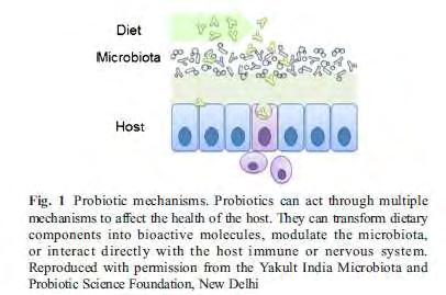 Bifidobacteria έχουν χρησιμοποιηθεί με μεγάλη επιτυχία για την πρόληψη της διάρροιας των ταξιδιωτών.