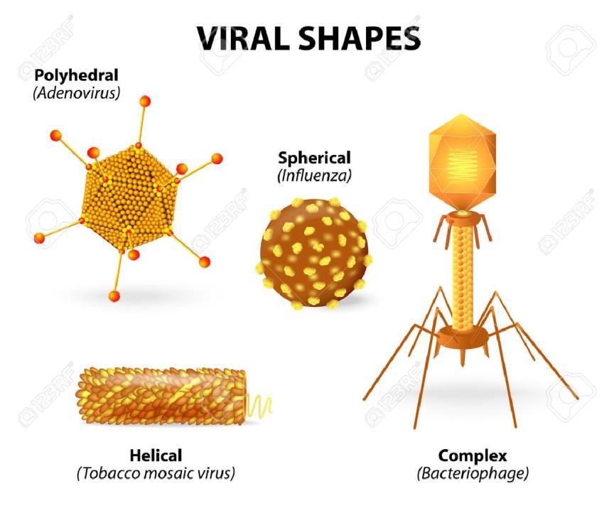 Καψίδια και φάκελοι των ιών Το πρωτεϊνικό κέλυφος που περιβάλλει το γονιδίωμα ενός ιού ονομάζεται καψίδιο Τα καψίδια αποτελούνται από μεγάλο αριθμό πρωτεϊνικών υπομονάδων που ονομάζονται