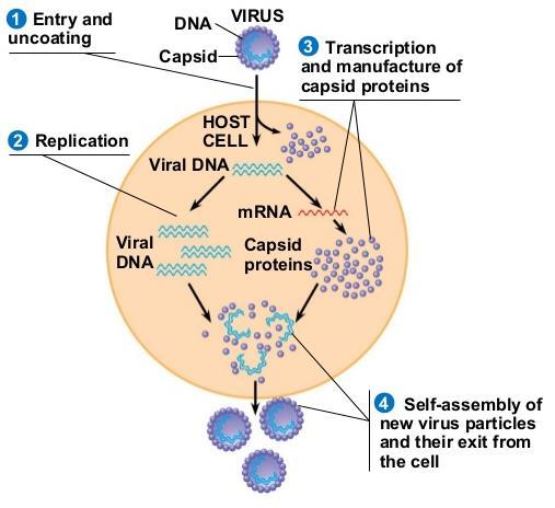 Ο αναπαραγωγικός κύκλος των ιών Αφού συντεθούν τα νουκλεϊκά οξέα και τα καψομερή του ιού, στη συνέχεια επανασυναρμολογούνται σε νέους πολλαπλασιασμένους ιούς Ο αναπαραγωγικός κύκλος του ιού