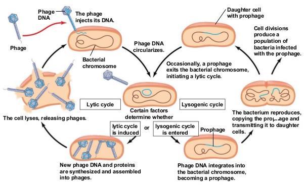 Ο λυσιγονικός και ο λυτικός αναπαραγωγικός κύκλος του φάγου λ Ο λυσιγονικός κύκλος επιτρέπει την αντιγραφή του ιικού γονιδιώματος χωρίς να προκαλείται καταστροφή του κυττάρου-ξενιστή, καθώς οι φάγοι
