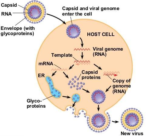 Ο αναπαραγωγικός κύκλος των ιών των ζώων (τάξη V) 4.