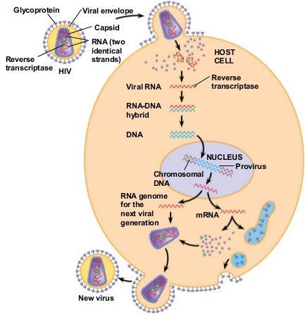Ο αναπαραγωγικός κύκλος των ιών των ζώων (τάξη VΙ) 6.