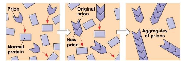 ιοειδή και τα πριόνια Μοντέλο του πολλαπλασιασμού των ιντρονίων Τα πριόνια (prions) είναι πρωτεΐνες που απαντούν φυσιολογικά στον εγκέφαλο, αλλά δεν έχουν αναδιπλωθεί σωστά Όταν ένα πριόνιο έρθει σε