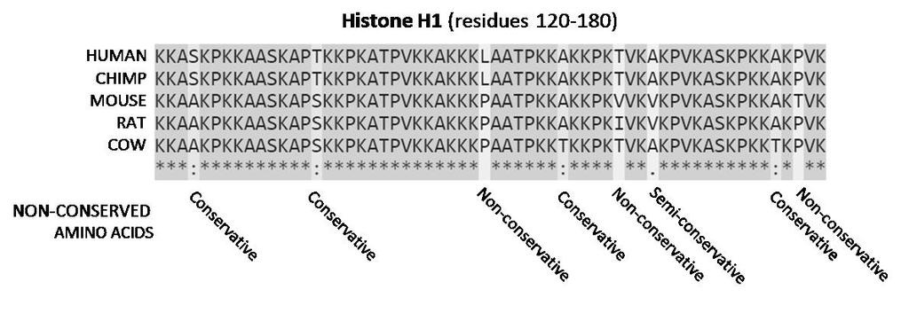 Παράδειγμα: Ιστονική Πρωτεϊνη στα Θηλαστικά Βασική πρωτεΐνη ευκαριωτικών κυττάρων που οργανώνει το DNA σε