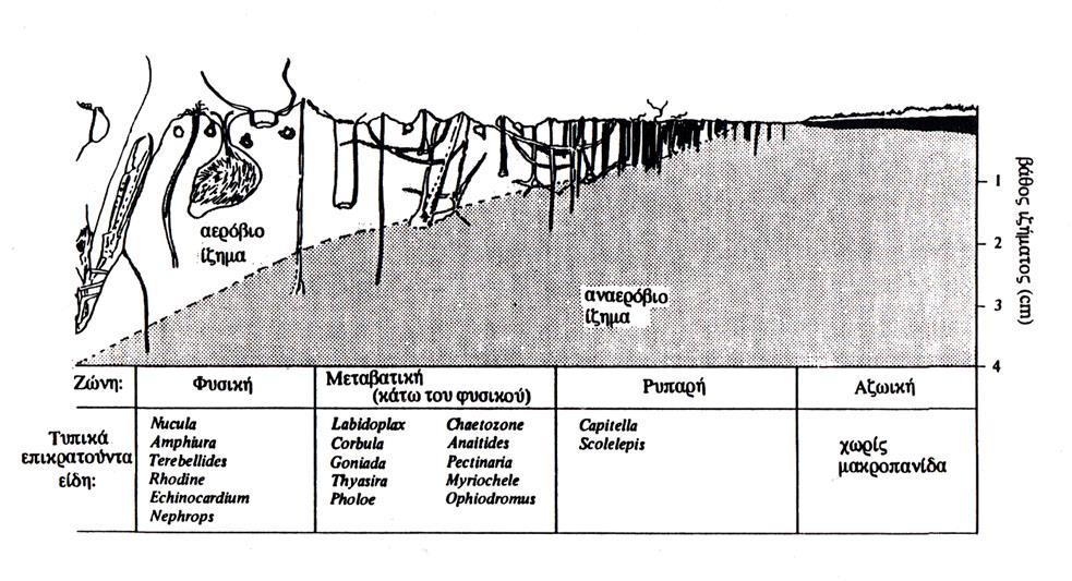 organic enrichment and pollution of the