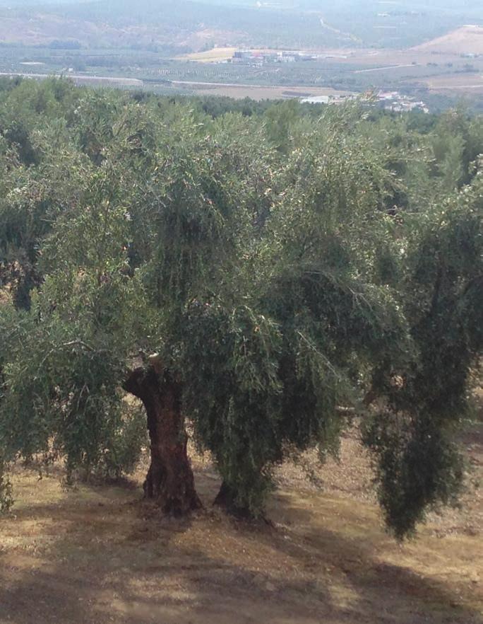 ΕΛΑΙΑΣ ΚΑΡΠΟΣ