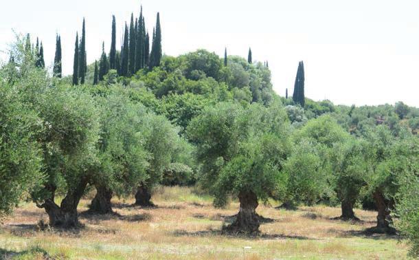 ΑΓΝΩΣΤΗ ΗΠΕΙΡΟΣ Πόσοι θα σκέφτονταν την Ήπειρο δοκιμάζοντας στα τυφλά ένα εξαιρετικό EVOO