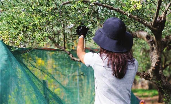 Η σχέση αγροτικής παραγωγής και τουρισμού τώρα ξεκινά να αποτιμάται στην Ελλάδα και έχει να προσφέρει πολλά Μόλις πέρυσι επέκτεινε στον αγροτουρισμό τα ενδιαφέροντα της επιχείρησής του, και όπως