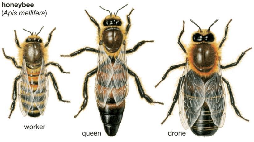 Επομένως, στον αλγόριθμο βελτιστοποίησης ζευγαρώματος μελισσών υπάρχουν τριών ειδών μέλισσες στην αποικία, οι βασίλισσες, οι εργάτριες και οι κηφήνες, όπως φαίνεται στην παρακάτω εικόνα.