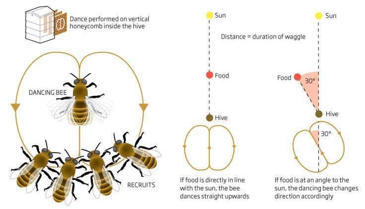 ο αλγόριθμος της Κυψέλης Μελισσών (BeeHive) που έχει προταθεί από τον Wedde και άλλους συνεργάτες του, ο αλγόριθμος Βελτιστοποίησης Σμήνους Μελισσών (Bee Swarm Optimization (BSO)) που έχει προταθεί
