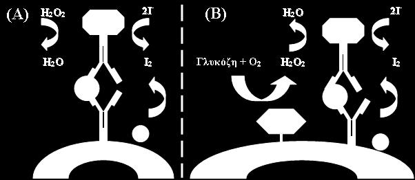 υδρογόνου (Η2Ο2) ή της παρακολούθησης της αντίδρασης επαναοξείδωσης ενός ενδιάμεσου μορίου (mediator) (Εικόνα 4). 24,28 Εικόνα 4: Λειτουργία ηλεκτροχημικών ανοσοαισθητήρων.