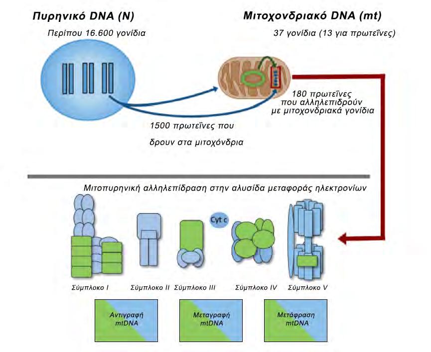 Εικόνα 6: Η λειτουργική συνεισφορά γονιδίων του πυρήνα στις μιτοχονδριακές λειτουργίες. Με γαλάζιο συμβολίζονται τα πυρηνικά γονίδια και τα προϊόντα τους που συμμετέχουν στην μιτοχονδριακή λειτουργία.