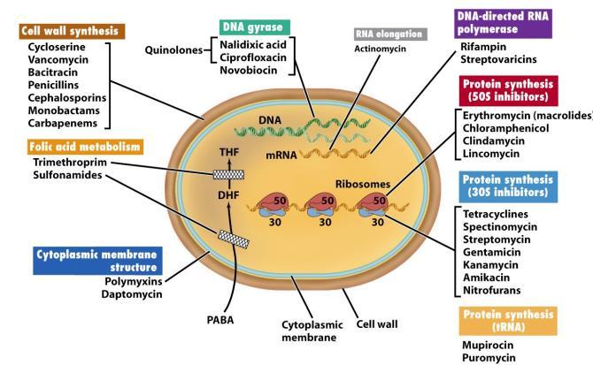 ριβοσωμική υπομονάδα), 3) Αναστολή της αντιγραφής του DNA, 4) Διαταραχή της λειτουργίας της κυτταρικής μεμβράνης (Εικόνα 9) [16]. Εικόνα 9: Μηχανισμοί δράσης των αντιβιοτικών κατά των βακτηρίων [16].