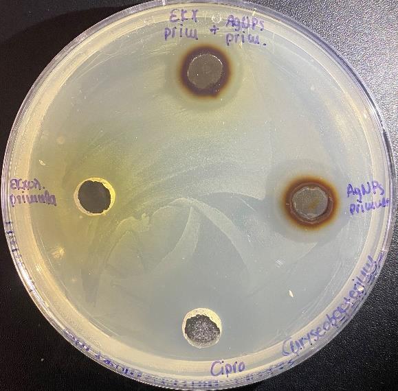 Εικόνα 26: Επίδραση των AgNPs στο Chryseobacterium sp. Συγκεντρωτικά τα αποτελέσματα που καταγράφηκαν για όλα τα βακτήρια που εξετάστηκαν συνοψίζονται στον Πίνακα 6.