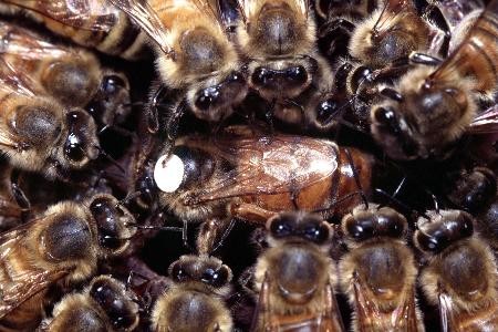 5. Καλή βασίλισσα. Από αυτήν εξαρτάται η παραγωγικότητα, η επιθετικότητά, η τάση σμηνουργίας, η προδιάθεση για αρρώστιες, η κατανάλωση τροφών το χειμώνα και αρκετά άλλα χαρακτηριστικά του μελισσιού.