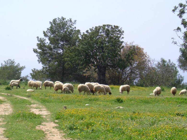 Αναγνώριση των μόνιμων λιβαδότοπων με φυσική βλάστηση (π.χ.