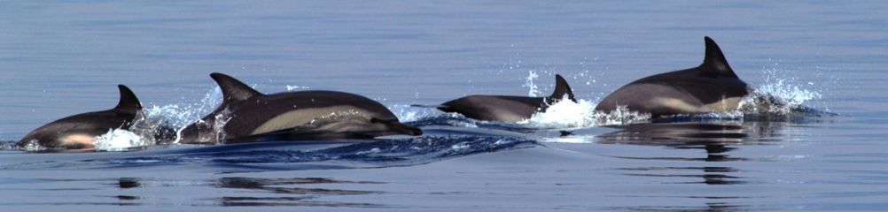 Το µεσογειακό κοινό δελφίνι Το βραχύρυγχο κοινό δελφίνι (Delphinus delphis) αποτελούσε κάποτε το πιο κοινό είδος κητώδους στην Μεσόγειο, όµως στη διάρκεια των τελευταίων 30-40 ετών ο πληθυσµός του