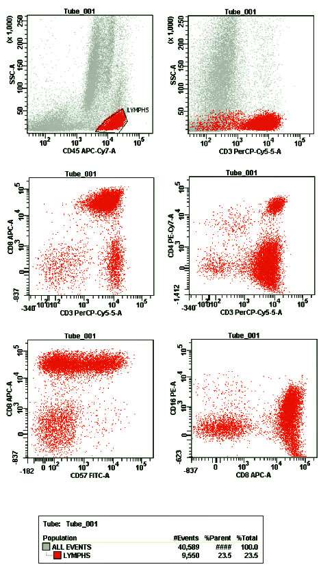 CD8 T-LGL