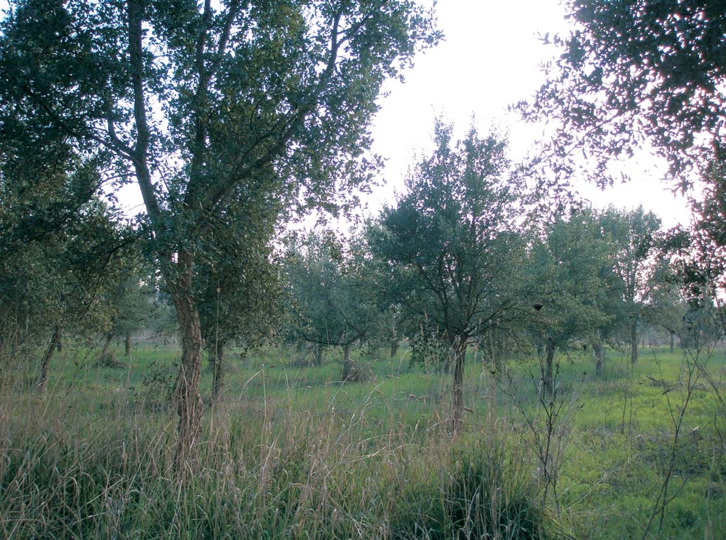 ΕΘΙΑΓΕ 12 / 13 Πειραματική επιφάνεια φελλοφόρου δρυός στο Ινστιτούτο Δασικών Ερευνών, ηλικίας 18 ετών (Δεκέμβριος 2010). έχει ευρείες εφαρμογές (π.χ. σανδαλοποιία, οινοποιία, χειροτεχνία, οικοδομικές κατασκευές).