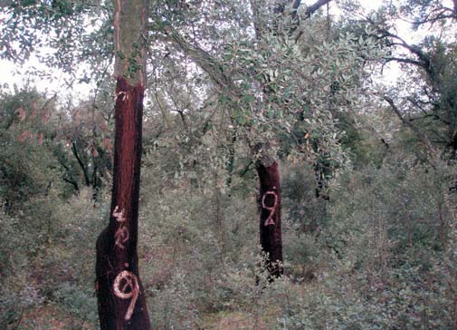 Προοπτικές για τη χώρα μας Στην Ελλάδα δεν υπάρχουν φυσικές συστάδες της φελλοφόρου δρυός.