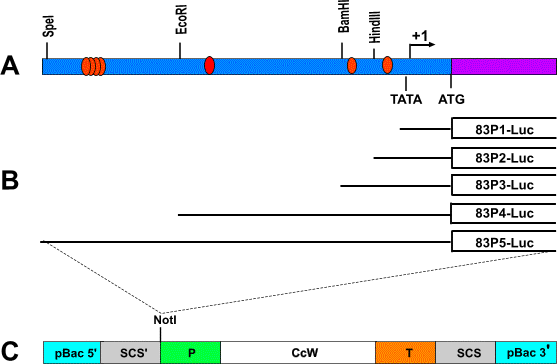 Γ1. Λειτουργική ανάλυση της 5 περιοχής του Cchsp83 γονιδίου σε γενετικά µετασχηµατισµένα Cchsp83P-Luc στελέχη της Μεσογειακής µύγας Όπως αναφέρθηκε στην Εισαγωγή ο πρώτος στόχος της παρούσας