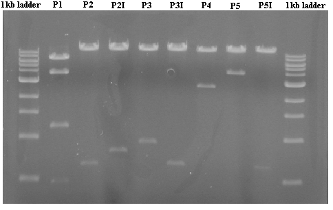 διαγονίδιο από επιδράσεις εξωτερικών ρυθµιστικών στοιχείων του γονιδιώνµατος του ξενιστή. Ccw: το γονίδιο white της Μεσογειακής µύγας.