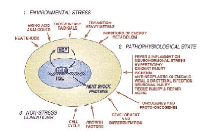 Α.1 Θερµοεπαγόµενες πρωτεΐνες και κυτταρικό στρες Το 1962 ο Ferrucio M.