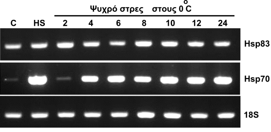 Εικόνα Γ7: Έκφραση των γονιδίων hsp83 και hsp70 της Μεσογειακής µύγας σε συνθήκες ψυχρού στρες.