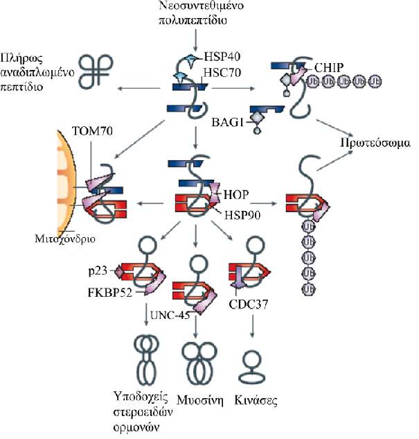 Εικόνα Α2: Η κυτταροπλασµατική HSP90 συµµετέχει στην αναδίπλωση των υποδοχέων των στεροειδών ορµονών της µυοσίνης και των κινασών σερινης/θρεονίνης και τυροσίνης σε ύστερο στάδιο µε τη δράση