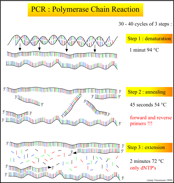 Εικόνα 1.4: Αλυςωτι αντίδραςθ πολυμεράςθσ (PCR) Θ PCR χρθςιμοποιείται για να ενιςχφςει ζνα ςυγκεκριμζνο κομμάτι μιασ αλυςίδασ του DNA (DNA target).