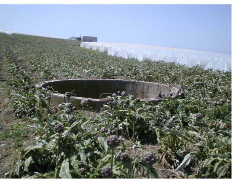 Εικόνα 9. Εναλλαγή καλλιέργειας χειμερινών ποικιλιών (αγκινάρας) με αρδευόμενη καλλιέργεια κηπευτικών κάτω από προσωρινά κανάλια πλαστικών.