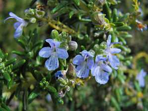 ΕΝΤΡΟΛΙΒΑΝΟ (Rosemarinus officinalis) Το δεντρολίβανο συγκεντρώνει τις πιο ενδιαφέρουσες θεραπευτικές ιδιότητες και επίσης είναι γνωστό µε τα ονόµατα ροσµαρίνος ο φαρµακευτικός, διοσµαρίνι,