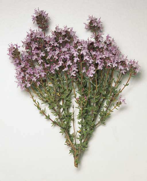 ΘΥΜΑΡΙ (Thymus vulgaris) Θυµάρι ή θύµος, όπως το ονόµαζαν οι αρχαίοι, προέρχεται από την λέξη «θύω» η οποία αρχικά είχε την σηµασία «βγάζω καπνούς» και αργότερα «θυσιάζω».