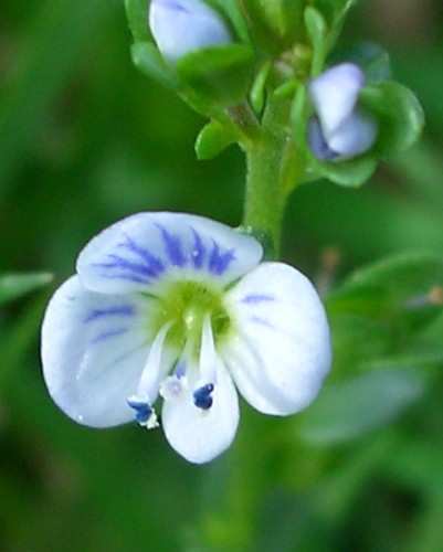 Εξάπλωση Με το όνοµα θυµάρι (Thyme) αναφέρονται τα περίπου 350 είδη του γένους Thymus τα οποία συναντώνται στην Ευρώπη, στη Βόρεια Αφρική και στην Ασία.