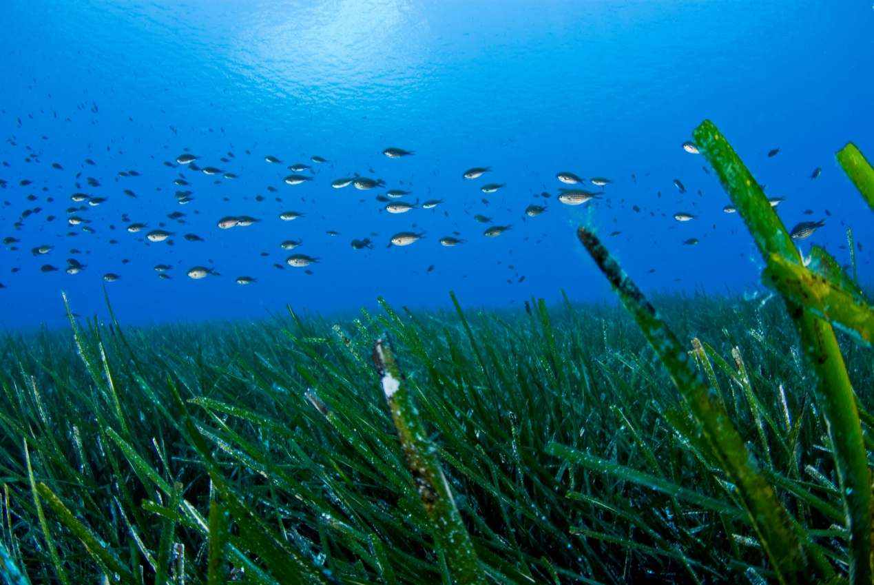 Όπως τα φυτά στην ξηρά, παράγουν τεράστιες ποσότητες οξυγόνου και σχηµατίζουν στην κυριολεξία δάση στο βυθό της θάλασσας.