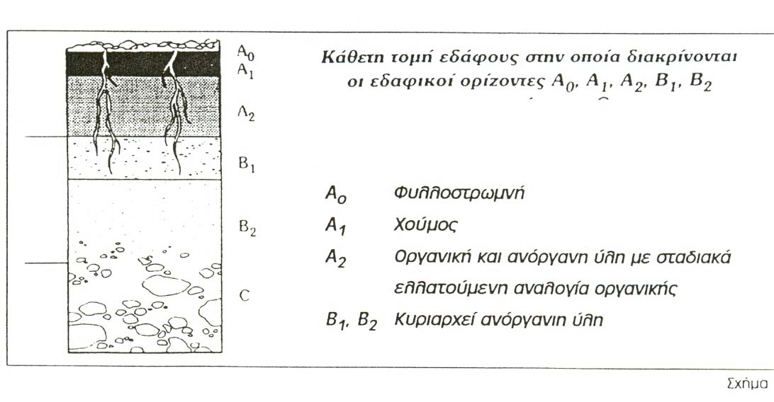 Κάτω από το στρώµα αυτό συναντάµε παλαιότερα φυτικά υπολείµµατα τα οποία βρίσκονται σε πλήρη αποσύνθεση. Σε αυτό το στρώµα δεν διακρίνουµε τα διάφορα τµήµατα π.χ.