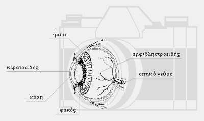 588 ΓΕΩΡΓΙΟΣ Κ. ΖΑΧΑΡΗΣ, ΙΩΑΝΝΗΣ Δ. ΒΕΡΓΑΔΟΣ Εικόνα 3: Το μπροστινό τμήμα του ανθρώπινου οφθαλμού. Παρατηρούμε την ομοιότητα με μια φωτογραφική μηχανή.