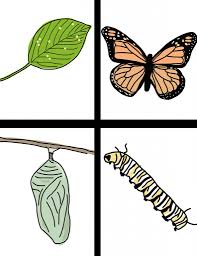 2. Οι πιο κάτω εικόνες παρουσιάζουν τα στάδια της ανάπτυξης µιας πεταλούδας.